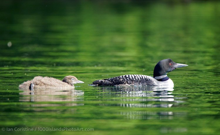 Wildlife DSC03377
