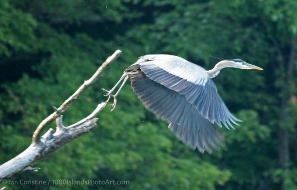 Wildlife IMG 0554 DxO