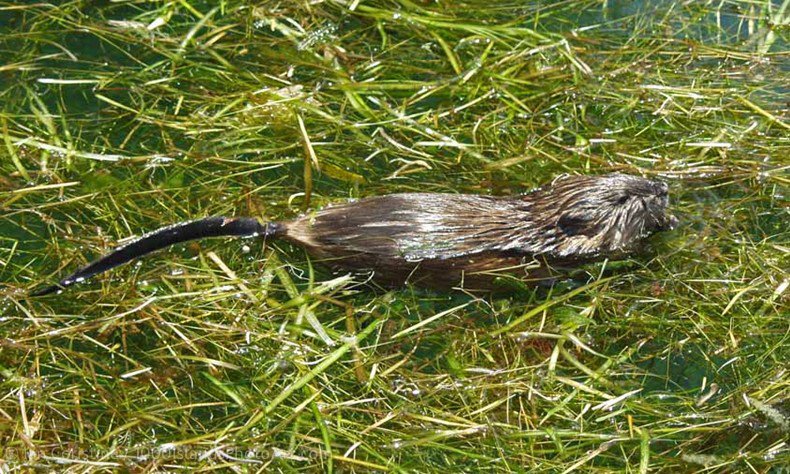 Wildlife P7170863