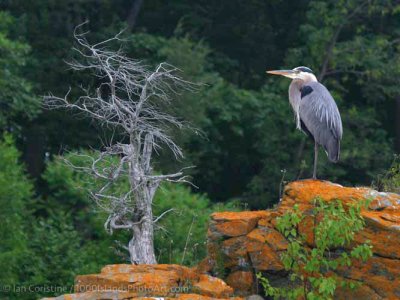 shoppingcart-thumb-image