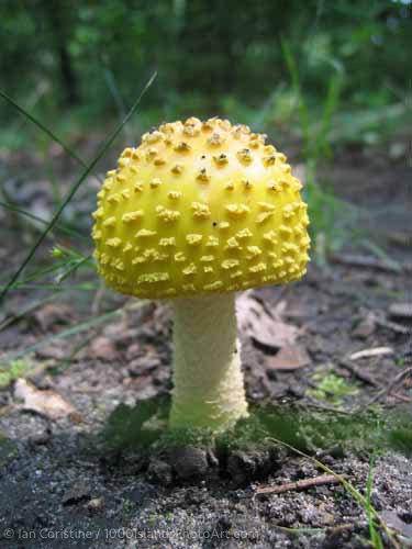 Grenadier Island & Area IMG 0178