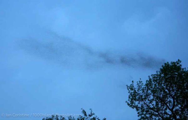 Wildlife IMG 0543 DxO