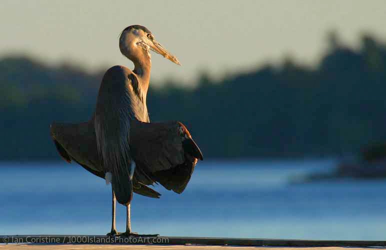 Wildlife WWS P 60