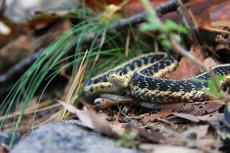 Wildlife III P 77 DxO