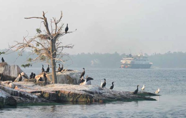 Wildlife III P 84 DxO