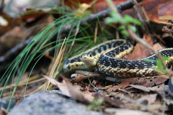 Wildlife III P 77 DxO