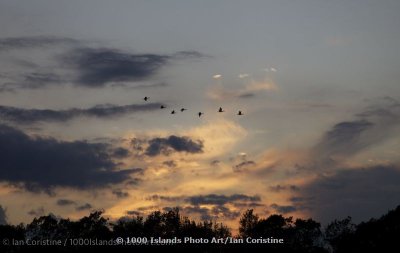 shoppingcart-thumb-image