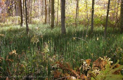 shoppingcart-thumb-image