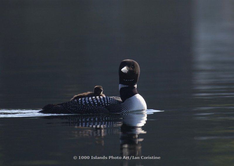 5, Vol.V, The very best of Ian Coristine's 1000 Islands MG 1891