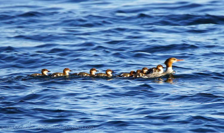 Wildlife DSC03254