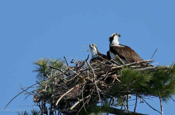 Jones Creek Area 5DIMG 0125