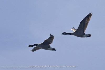 shoppingcart-thumb-image