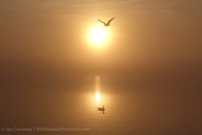 shoppingcart-thumb-image