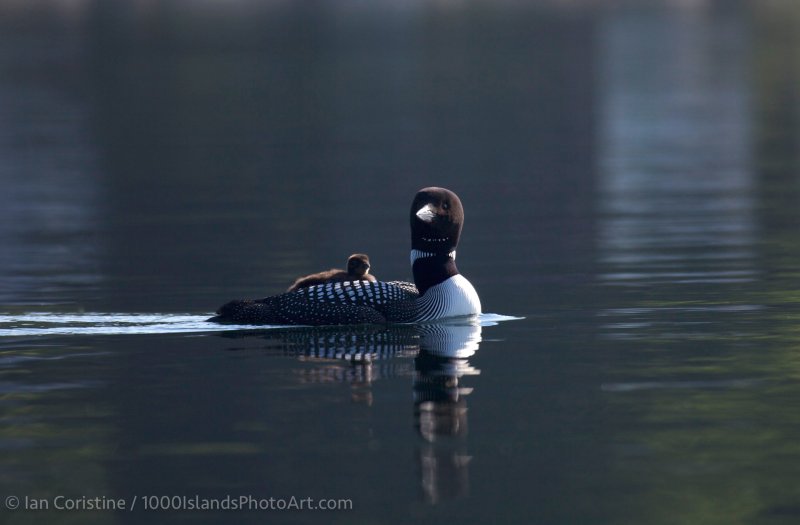 Wildlife