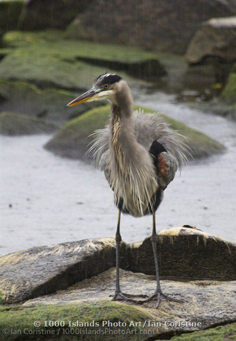 Wildlife  MG 7048