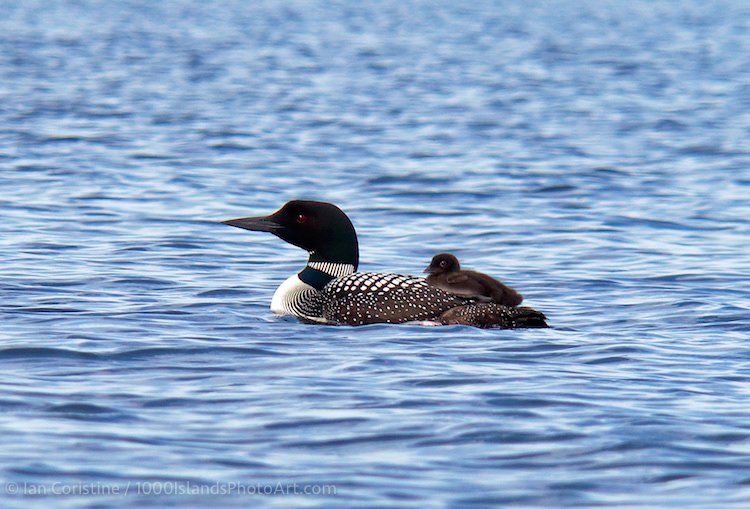 Wildlife DSC07268c DxO