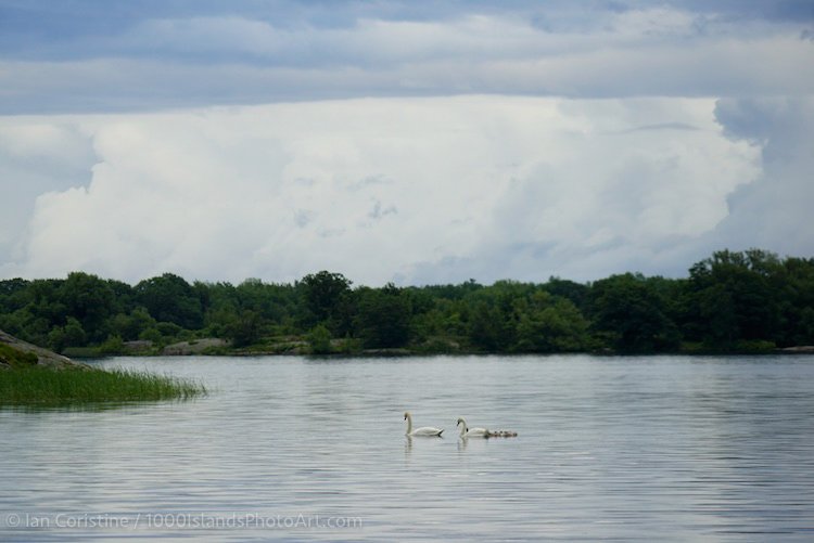 Wildlife DSC08918